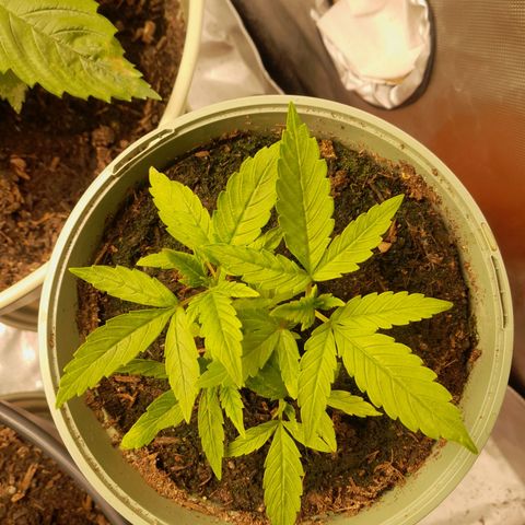 Afghani #1 #1 growlog timeline photo