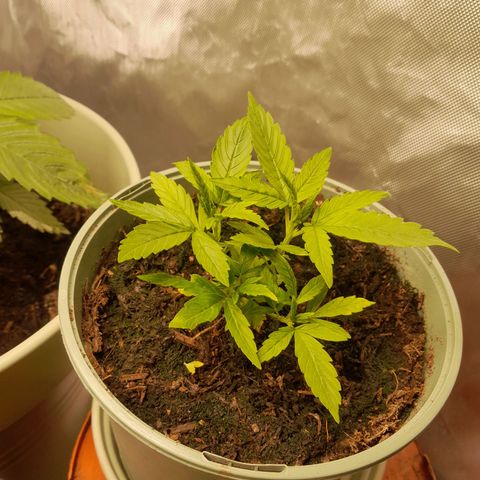Afghani #1 #1 growlog timeline photo