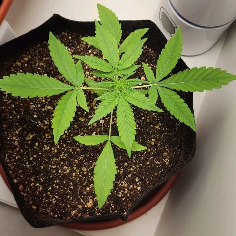 Wedding Cake growlog timeline photo
