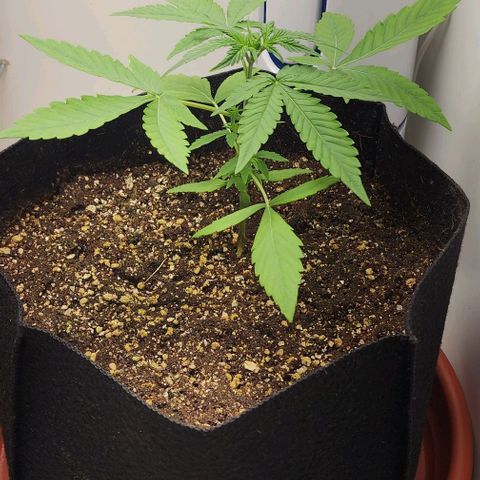 Wedding Cake growlog timeline photo