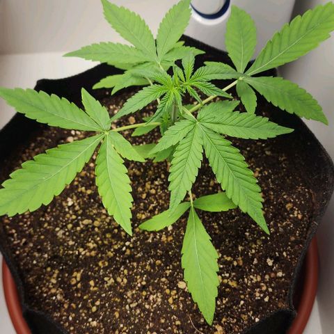Wedding Cake growlog timeline photo