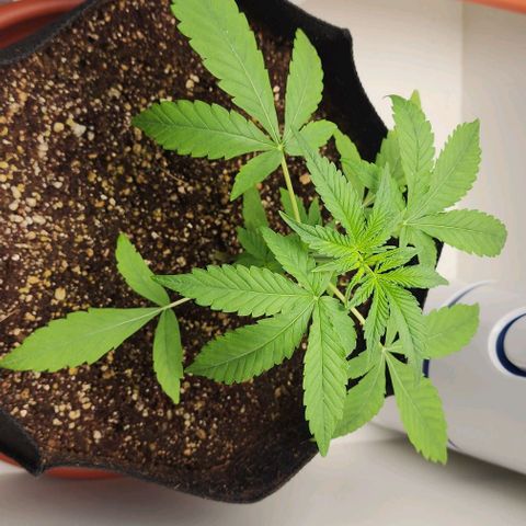 Wedding Cake growlog timeline photo
