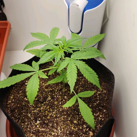 Wedding Cake growlog timeline photo