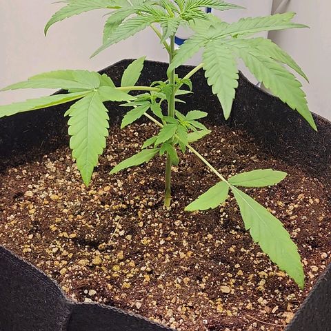 Wedding Cake growlog timeline photo