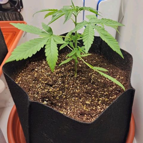 Wedding Cake growlog timeline photo