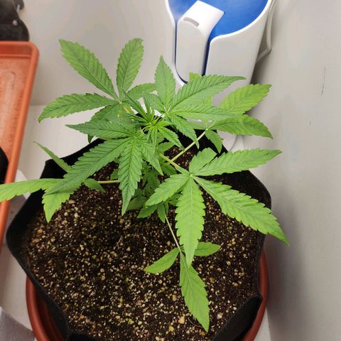 Wedding Cake growlog timeline photo