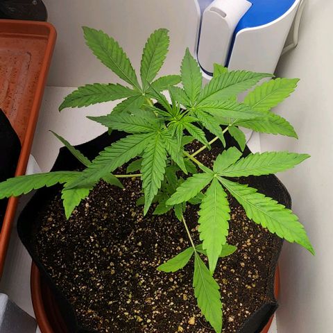 Wedding Cake growlog timeline photo