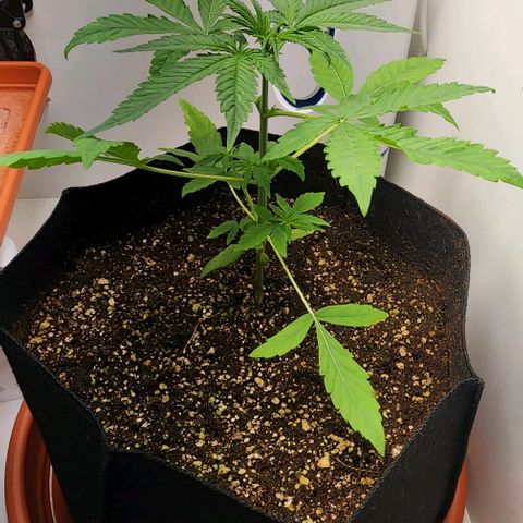 Wedding Cake growlog timeline photo