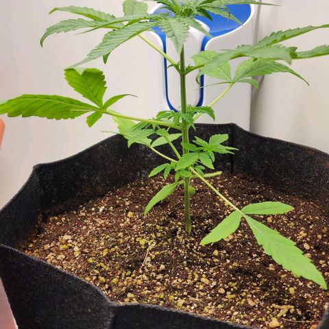 Wedding Cake growlog timeline photo
