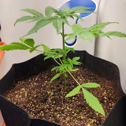 Wedding Cake growlog timeline photo