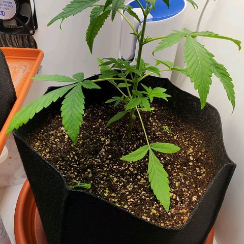 Wedding Cake growlog photo: Poda