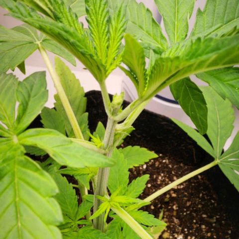 Wedding Cake growlog photo: Poda