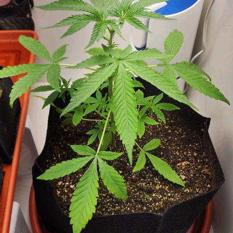 Wedding Cake growlog timeline photo