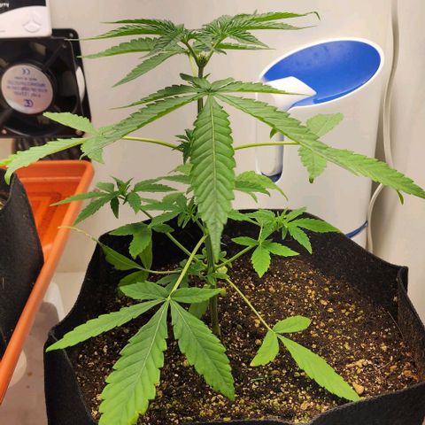 Wedding Cake growlog timeline photo