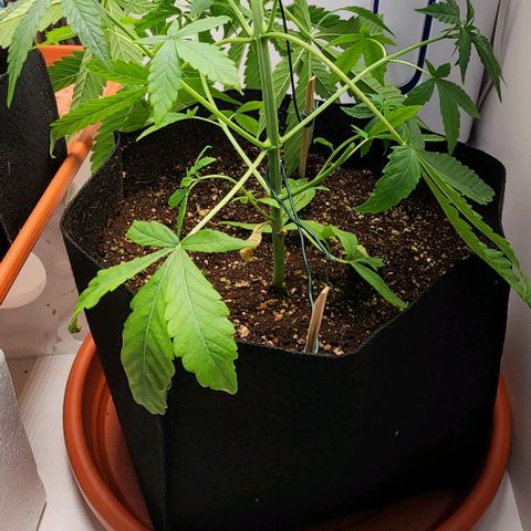 Wedding Cake growlog timeline photo
