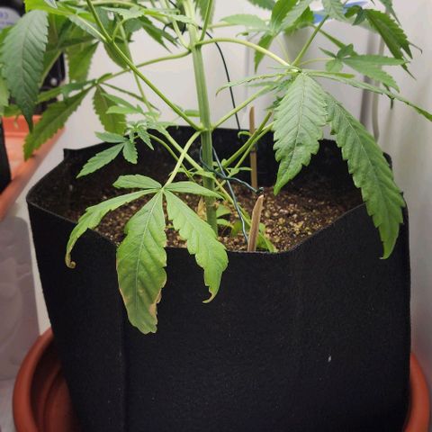 Wedding Cake growlog timeline photo
