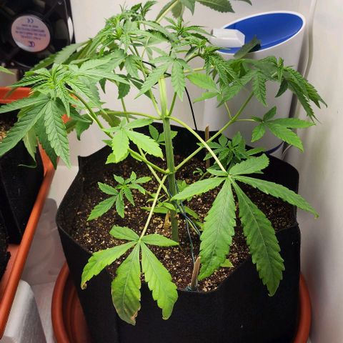 Wedding Cake growlog timeline photo