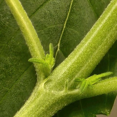 Wedding Cake growlog timeline photo