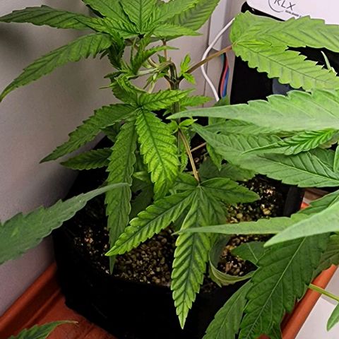 Wedding Cake growlog timeline photo