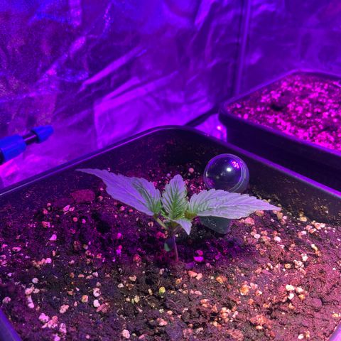 Amnesia Zkittlez Auto growlog timeline photo