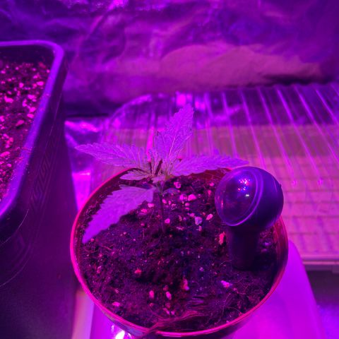 Bubba Kush growlog timeline photo