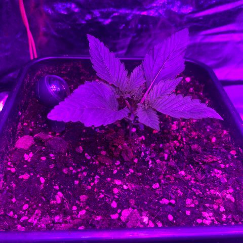 Amnesia Zkittlez Auto growlog timeline photo