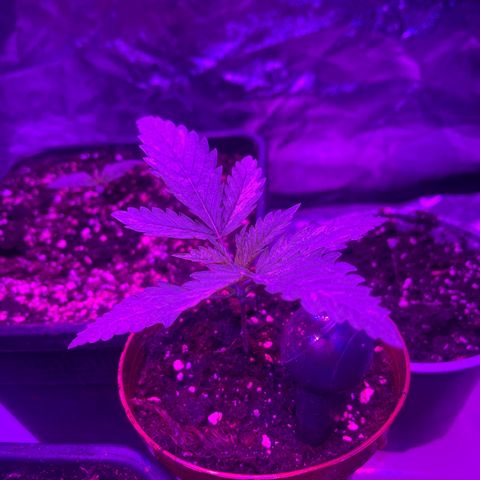 Bubba Kush growlog timeline photo