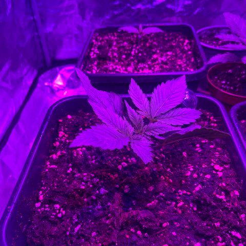 Amnesia Zkittlez Auto growlog timeline photo