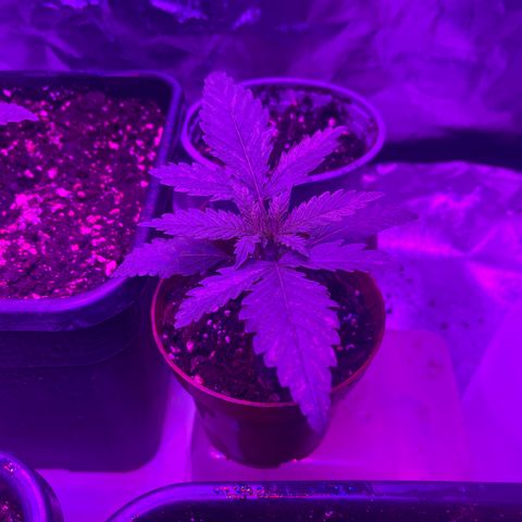 Bubba Kush growlog timeline photo