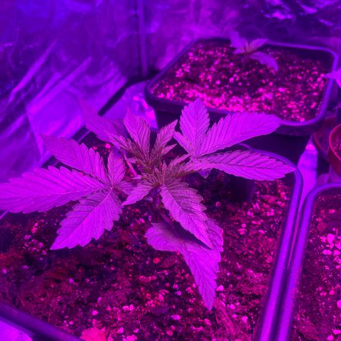 Amnesia Zkittlez Auto growlog timeline photo
