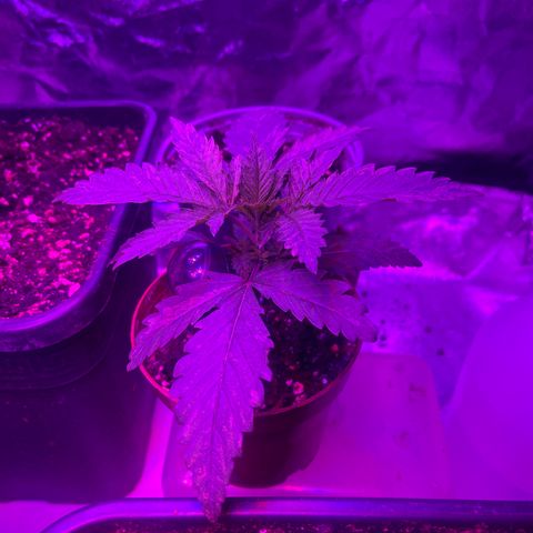 Bubba Kush growlog timeline photo
