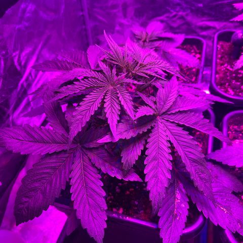 Amnesia Zkittlez Auto growlog timeline photo