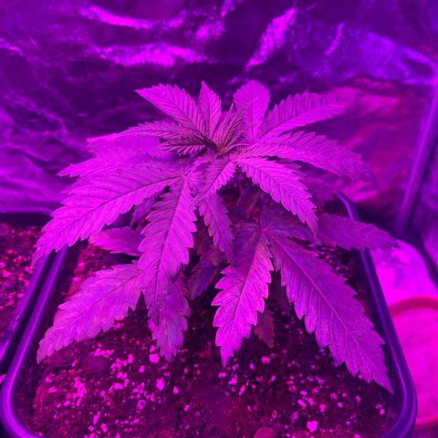 Bubba Kush growlog timeline photo