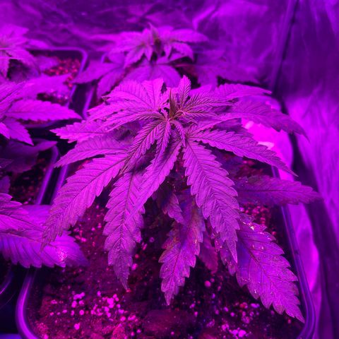 Bubba Kush growlog timeline photo