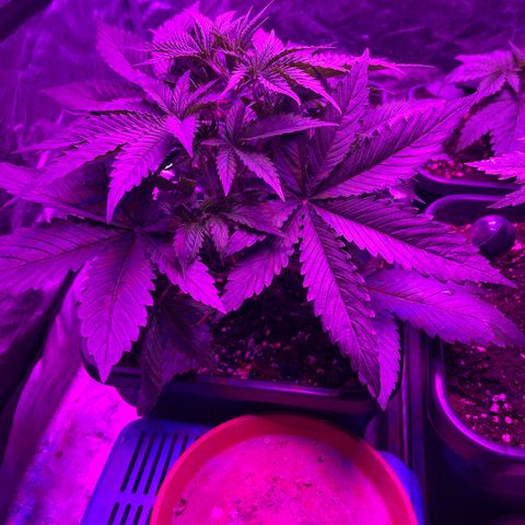 Amnesia Zkittlez Auto growlog timeline photo