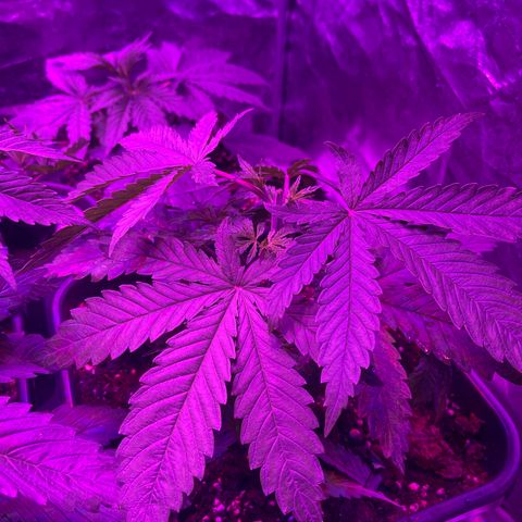 Bubba Kush growlog photo: Getoppt 
