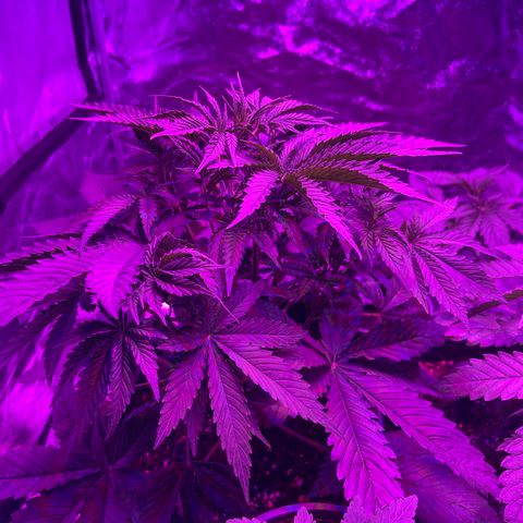 Amnesia Zkittlez Auto growlog timeline photo