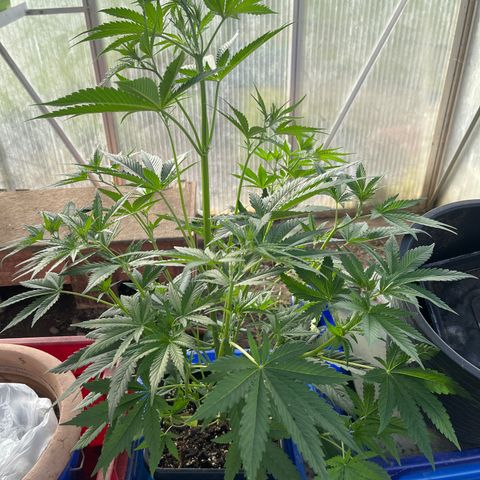 Amnesia Zkittlez Auto growlog timeline photo