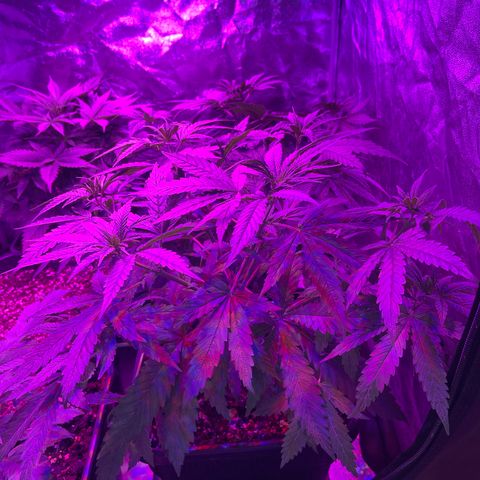 Bubba Kush growlog timeline photo