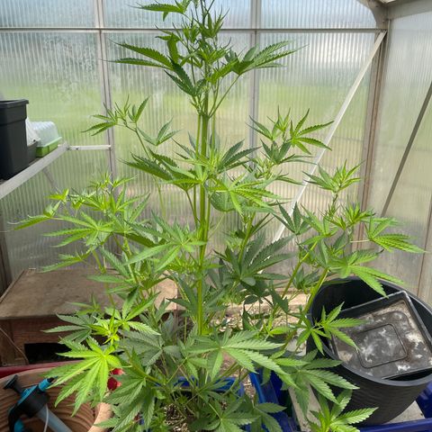 Amnesia Zkittlez Auto growlog timeline photo