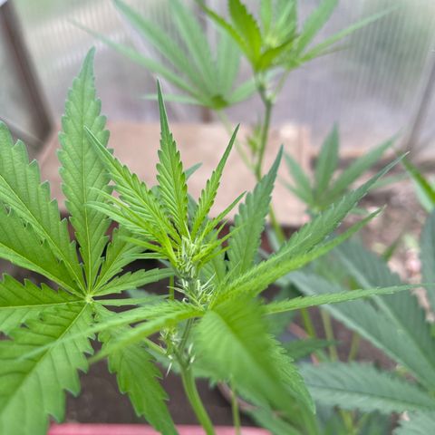 Amnesia Zkittlez Auto growlog timeline photo