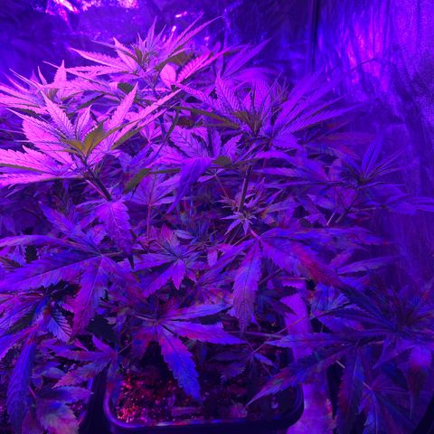 Bubba Kush growlog timeline photo