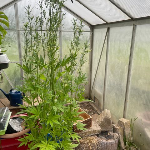 Amnesia Zkittlez Auto growlog timeline photo