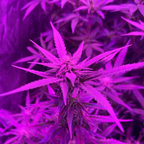 Bubba Kush growlog timeline photo