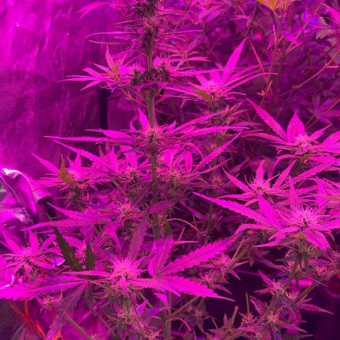 Bubba Kush growlog timeline photo