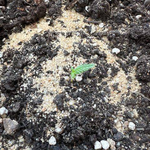 Wedding Cake #1 growlog timeline photo