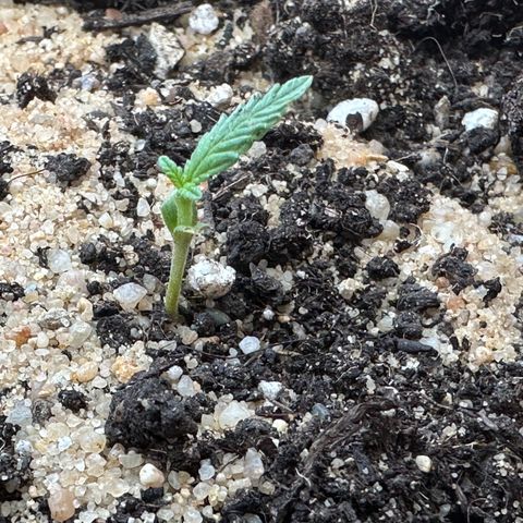 Wedding Cake #1 growlog timeline photo