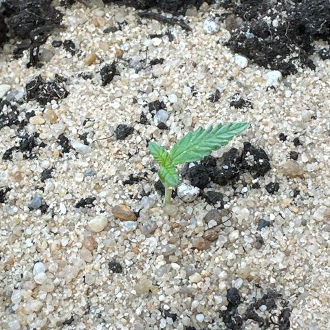 Wedding Cake #1 growlog timeline photo