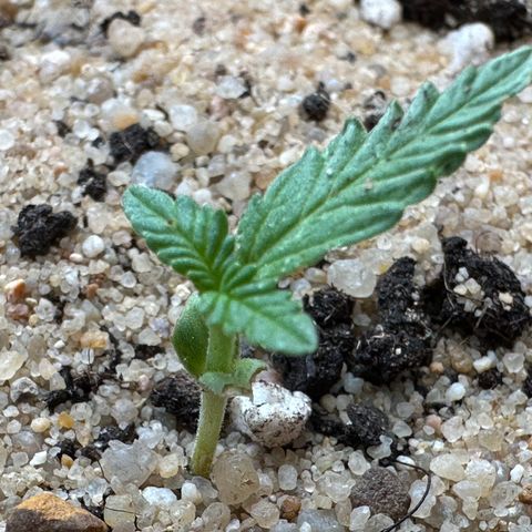Wedding Cake #1 growlog timeline photo