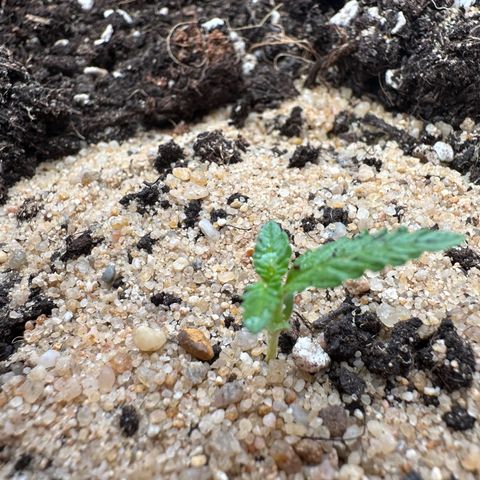 Wedding Cake #1 growlog timeline photo